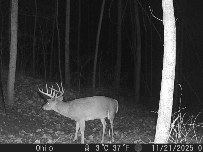 Crown City, OH 45623 Photo 59