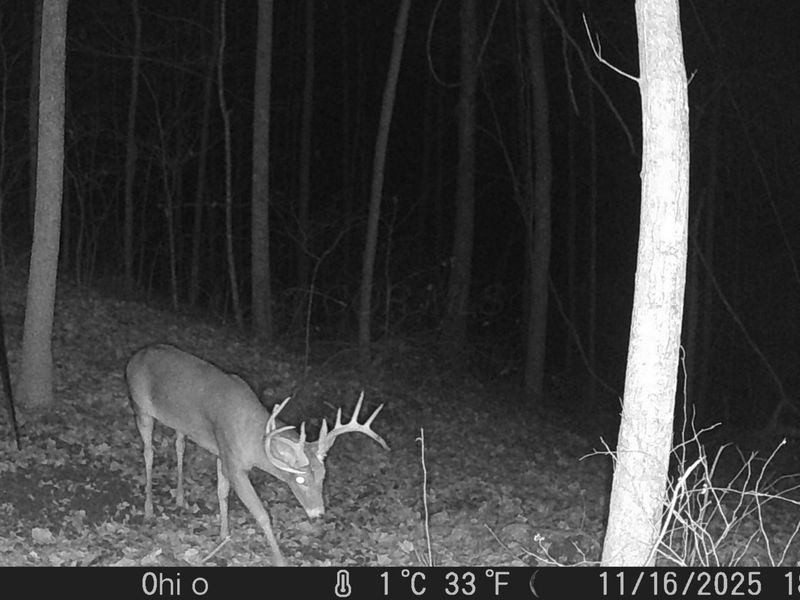 Crown City, OH 45623 Photo 61