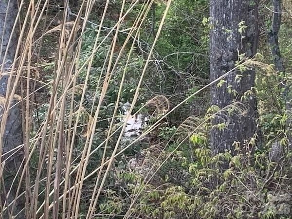 1.0AC HOLBERT COVE Road , Saluda, NC 28773