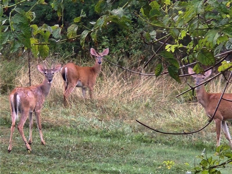 64446 Erie Road, Salesville, OH 43778 Photo 32