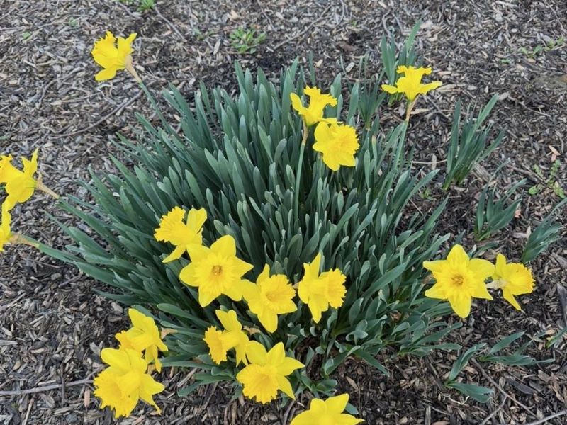 5942 Cedaridge Drive, Green Township, OH 45247 Photo 70