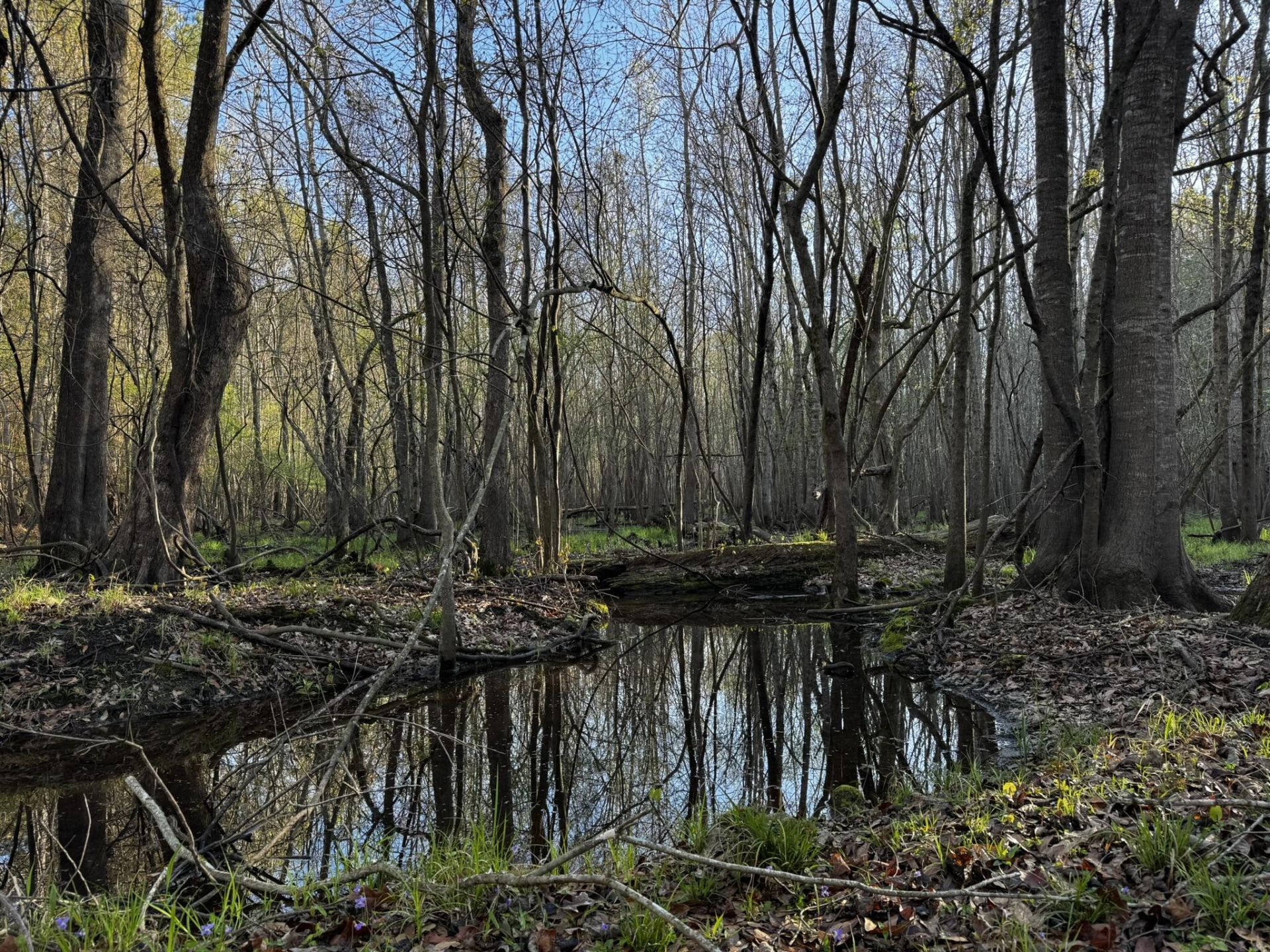 0 Beech Hill Road Photo 10