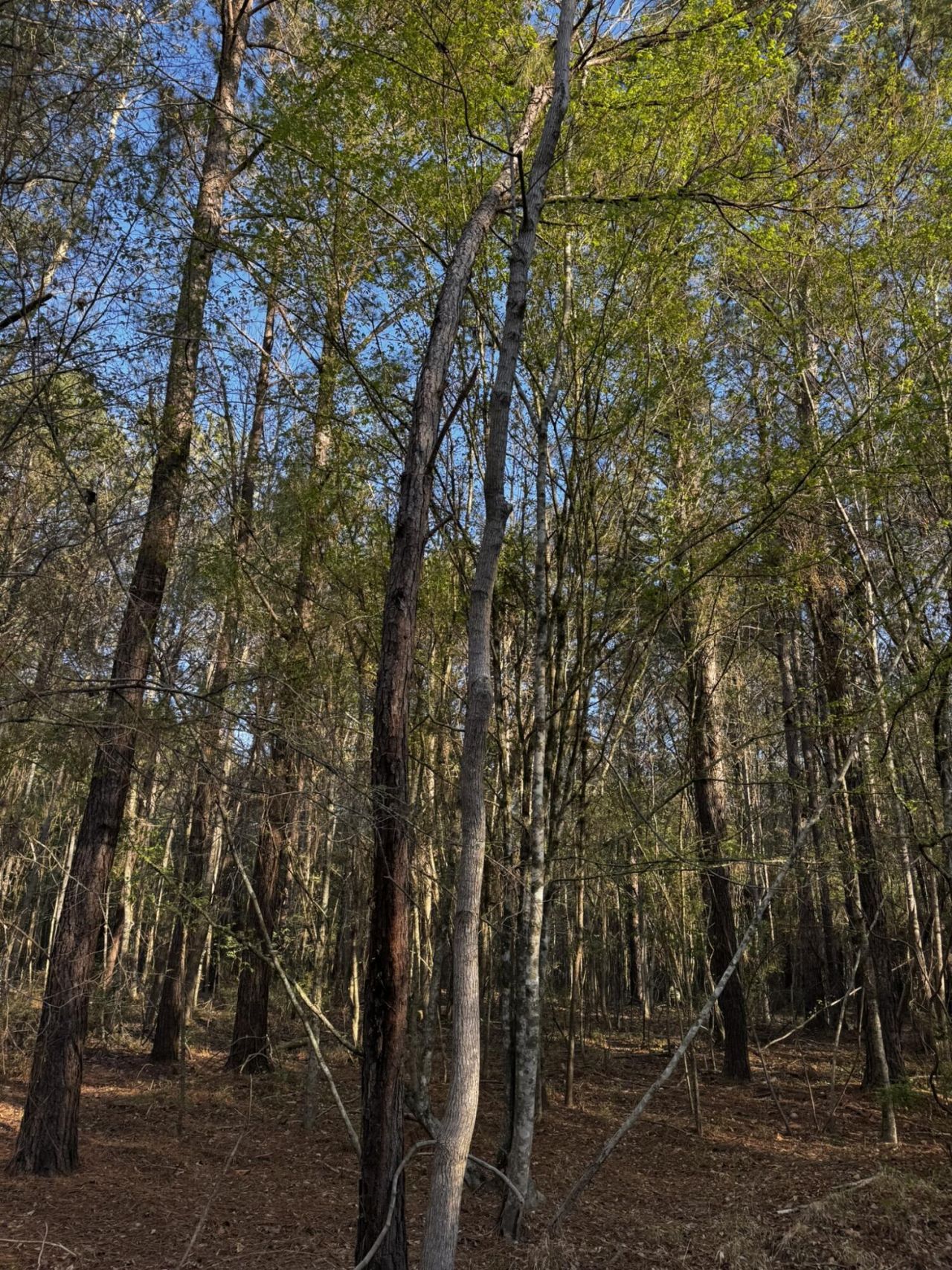 0 Beech Hill Road Photo 11