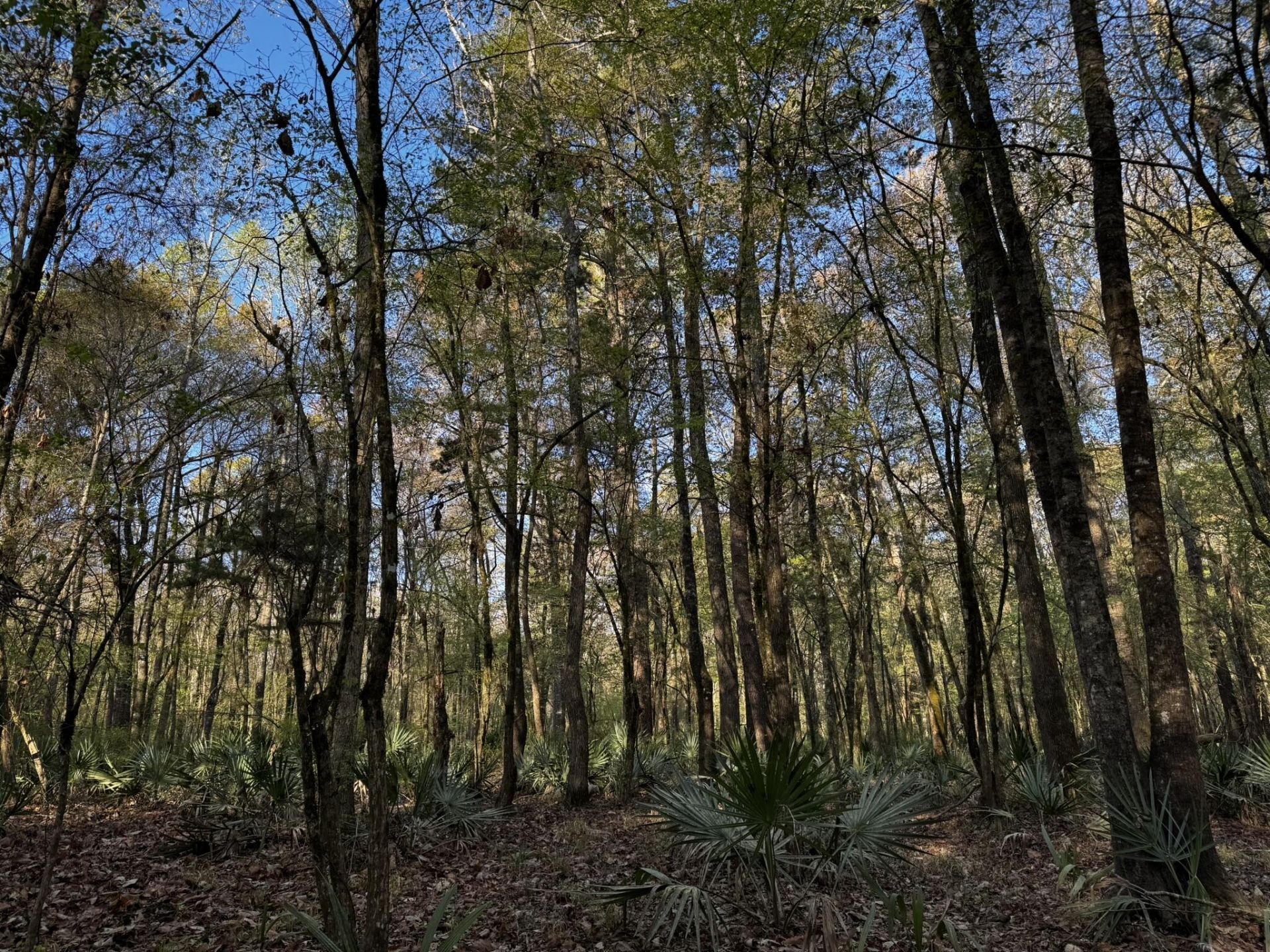 0 Beech Hill Road Photo 12