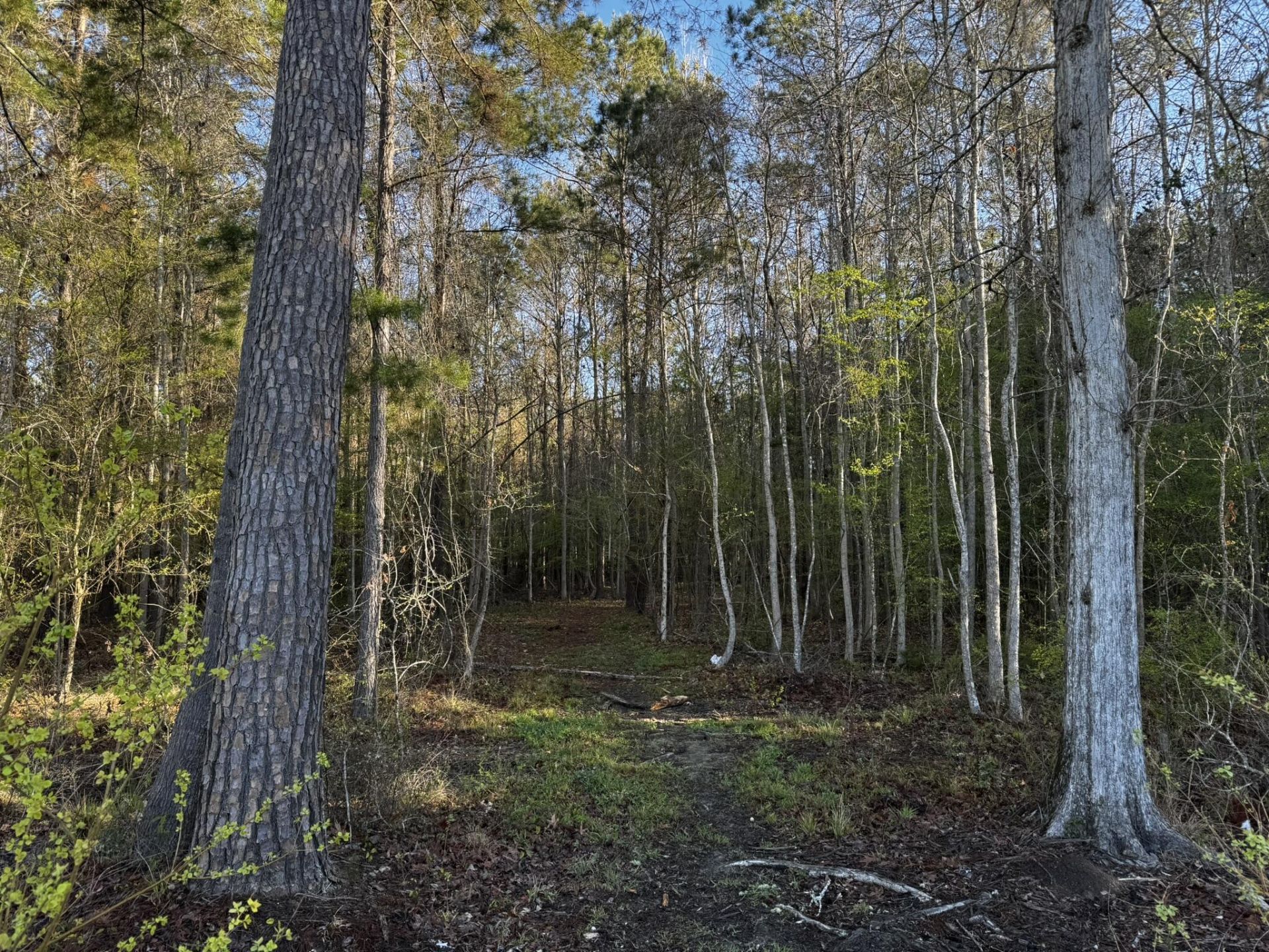 0 Beech Hill Road Photo 13