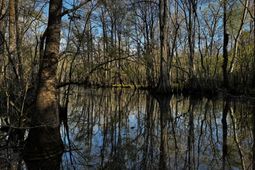 0 Beech Hill Road photo 4