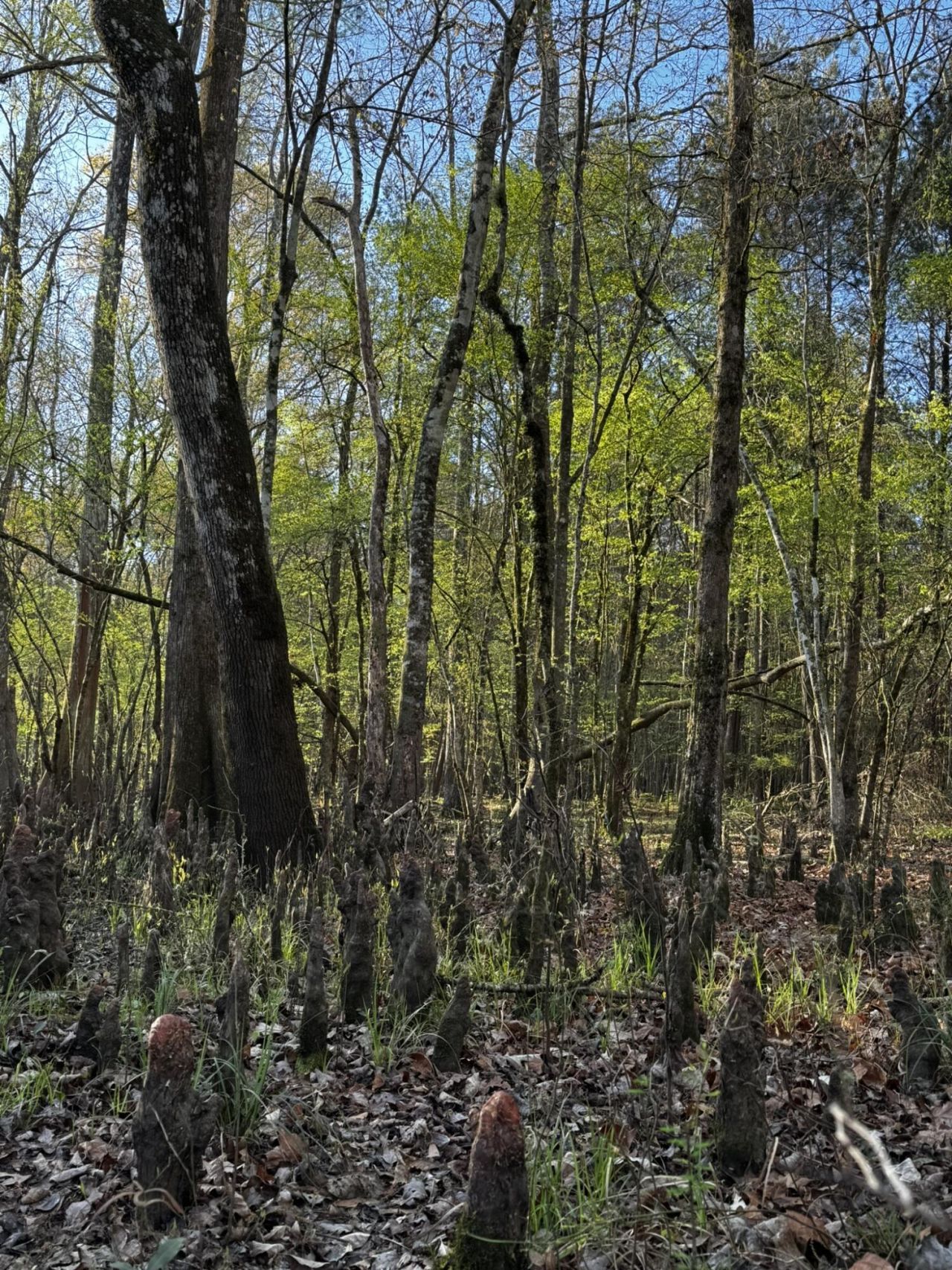 0 Beech Hill Road Photo 4