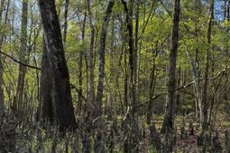 0 Beech Hill Road photo 4