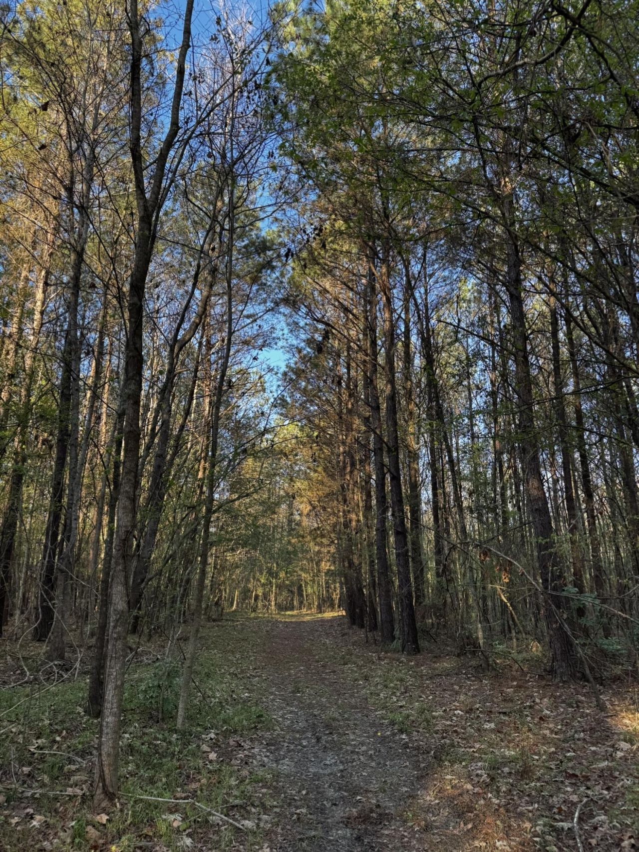 0 Beech Hill Road Photo 5