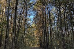 0 Beech Hill Road photo 4