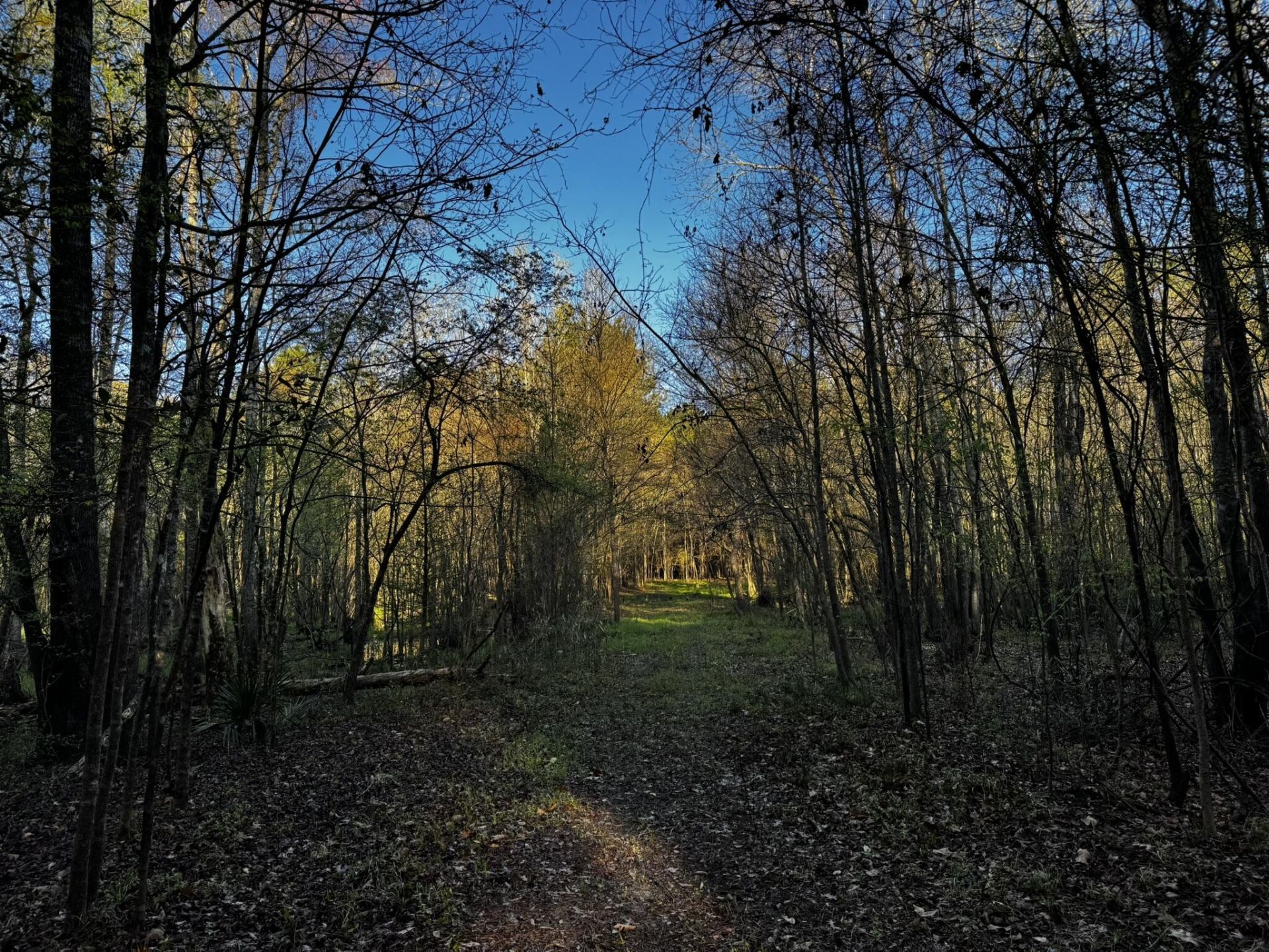 0 Beech Hill Road Photo 6