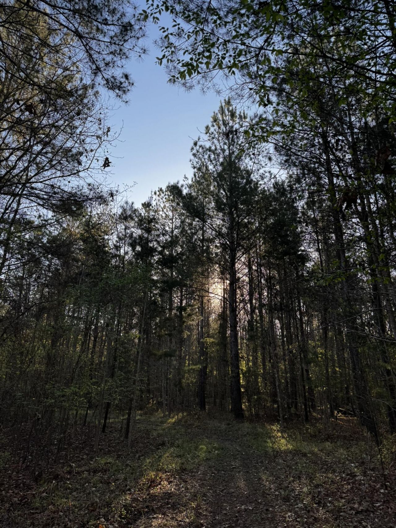 0 Beech Hill Road Photo 7