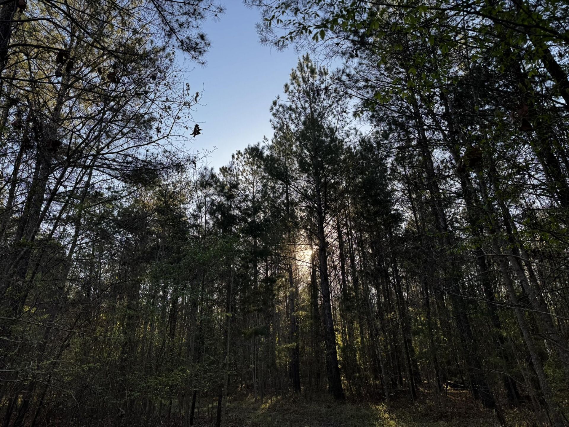 0 Beech Hill Road Photo 8