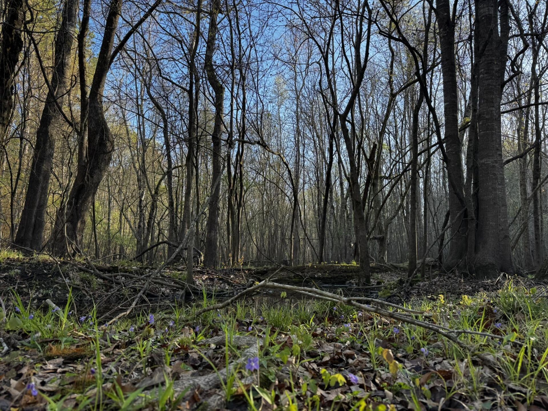 0 Beech Hill Road Photo 9