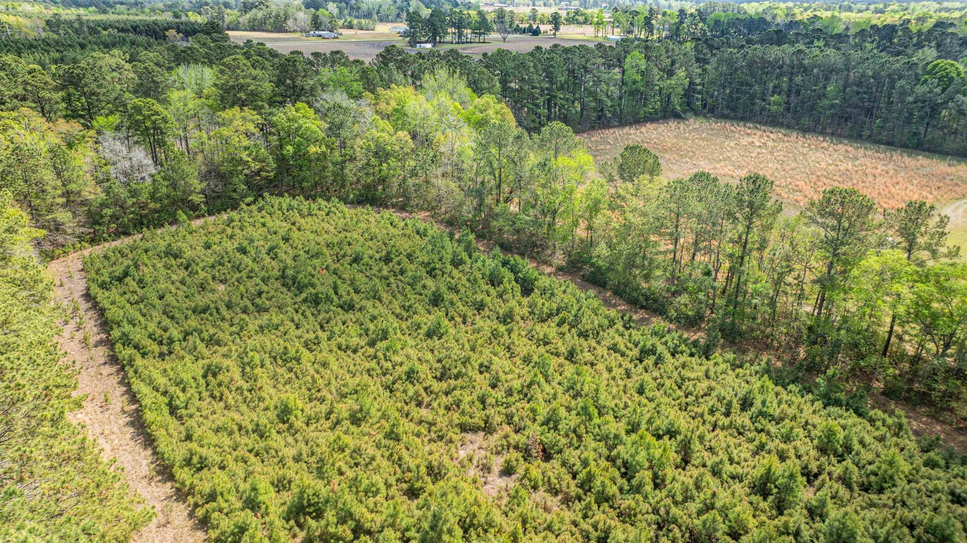 6.5 Acres Christine Pl. Photo 11