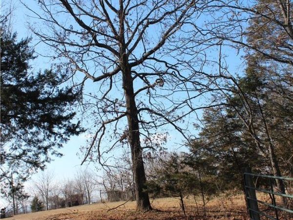 Fallen Tree , Marshall, AR 72650