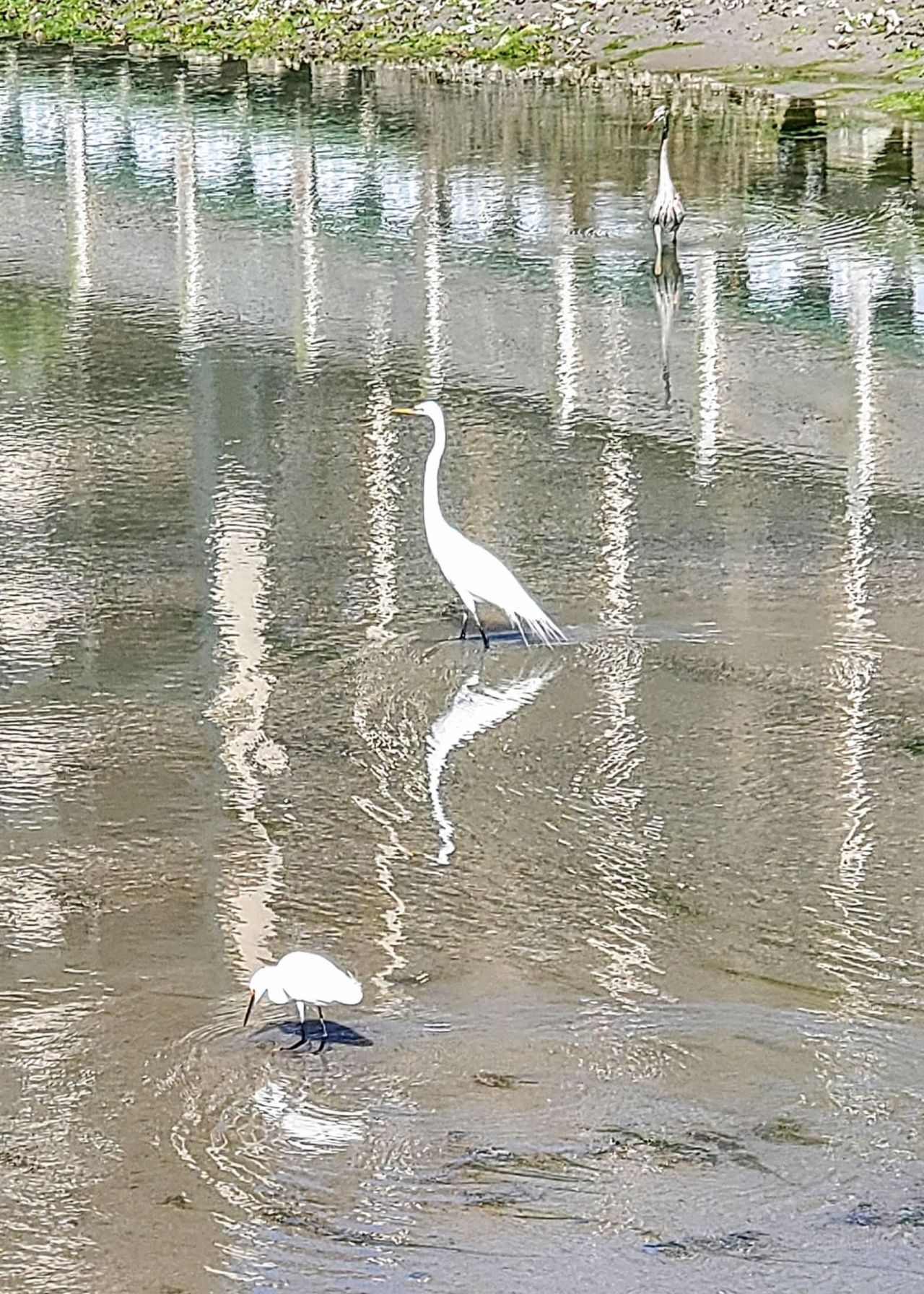 101 Ocean Creek Dr. Photo 32