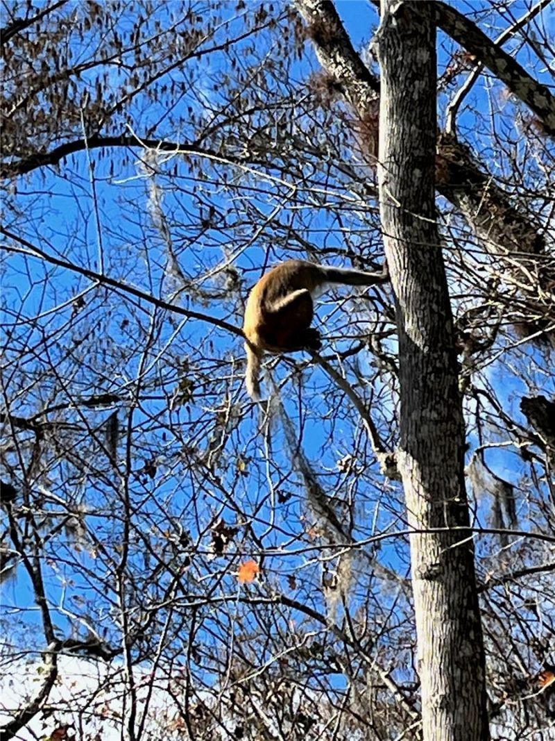 3012 NE 104th Avenue , Silver Springs, FL 34488 Photo