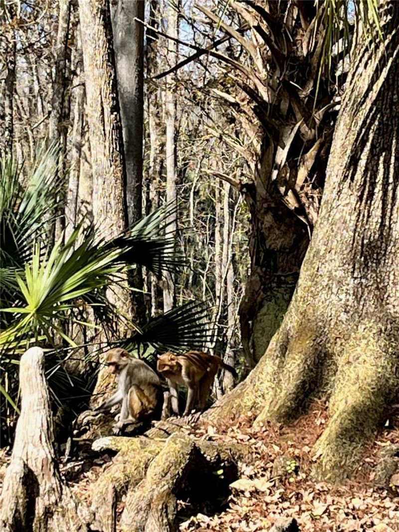 3012 NE 104th Avenue , Silver Springs, FL 34488 Photo