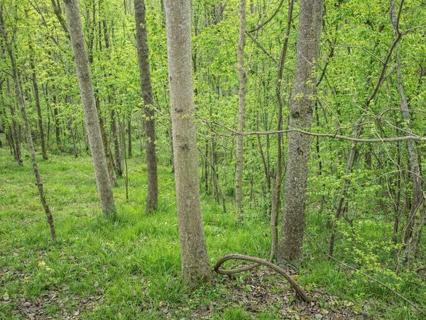 114 Shoreside Dr , Smithville, TN 37166