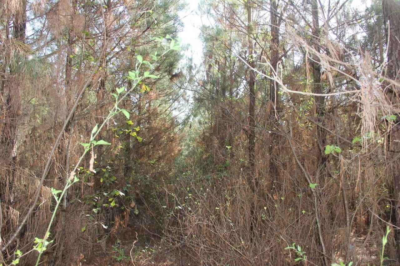 305 Ponderosa Road Photo 11