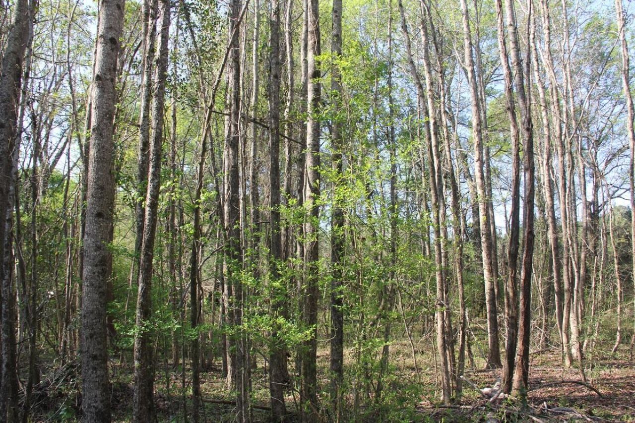 305 Ponderosa Road Photo 16