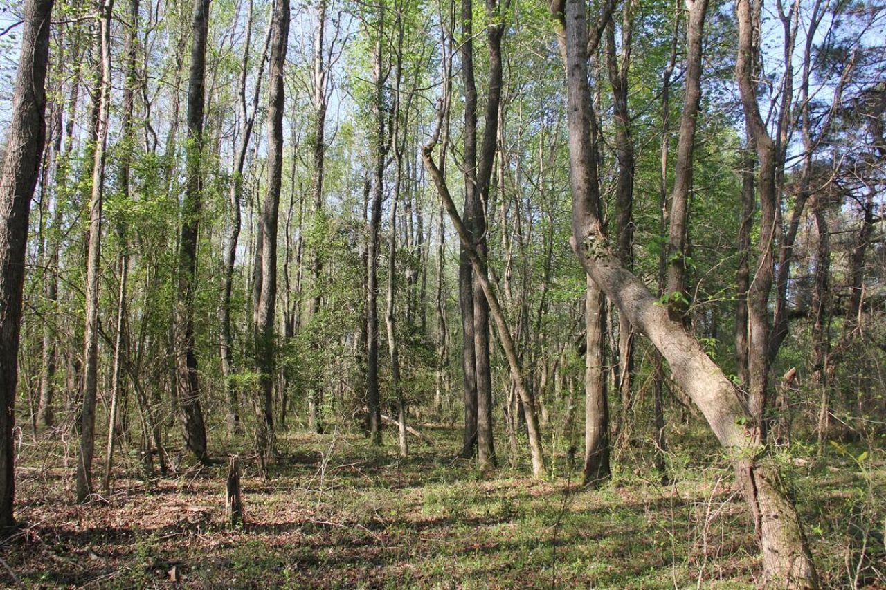 305 Ponderosa Road Photo 20