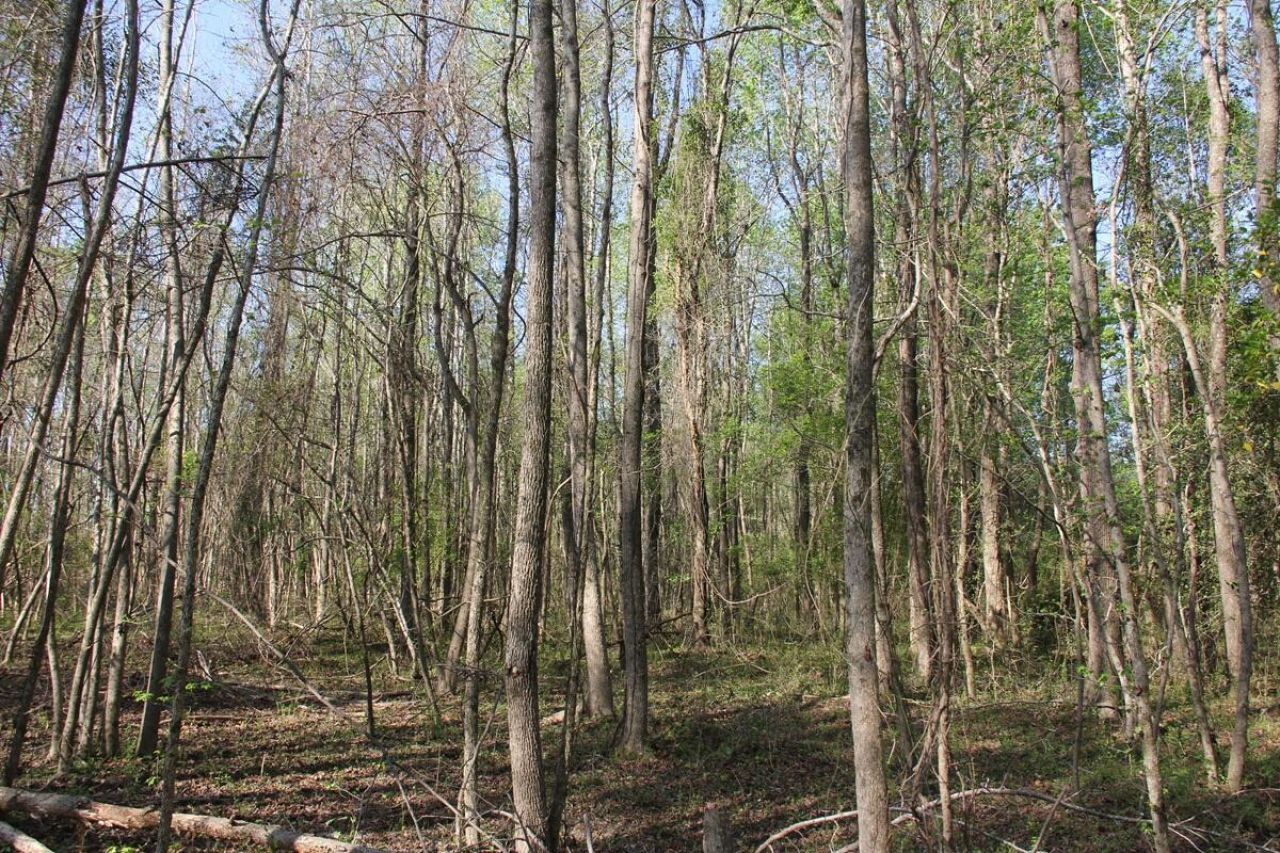 305 Ponderosa Road Photo 5