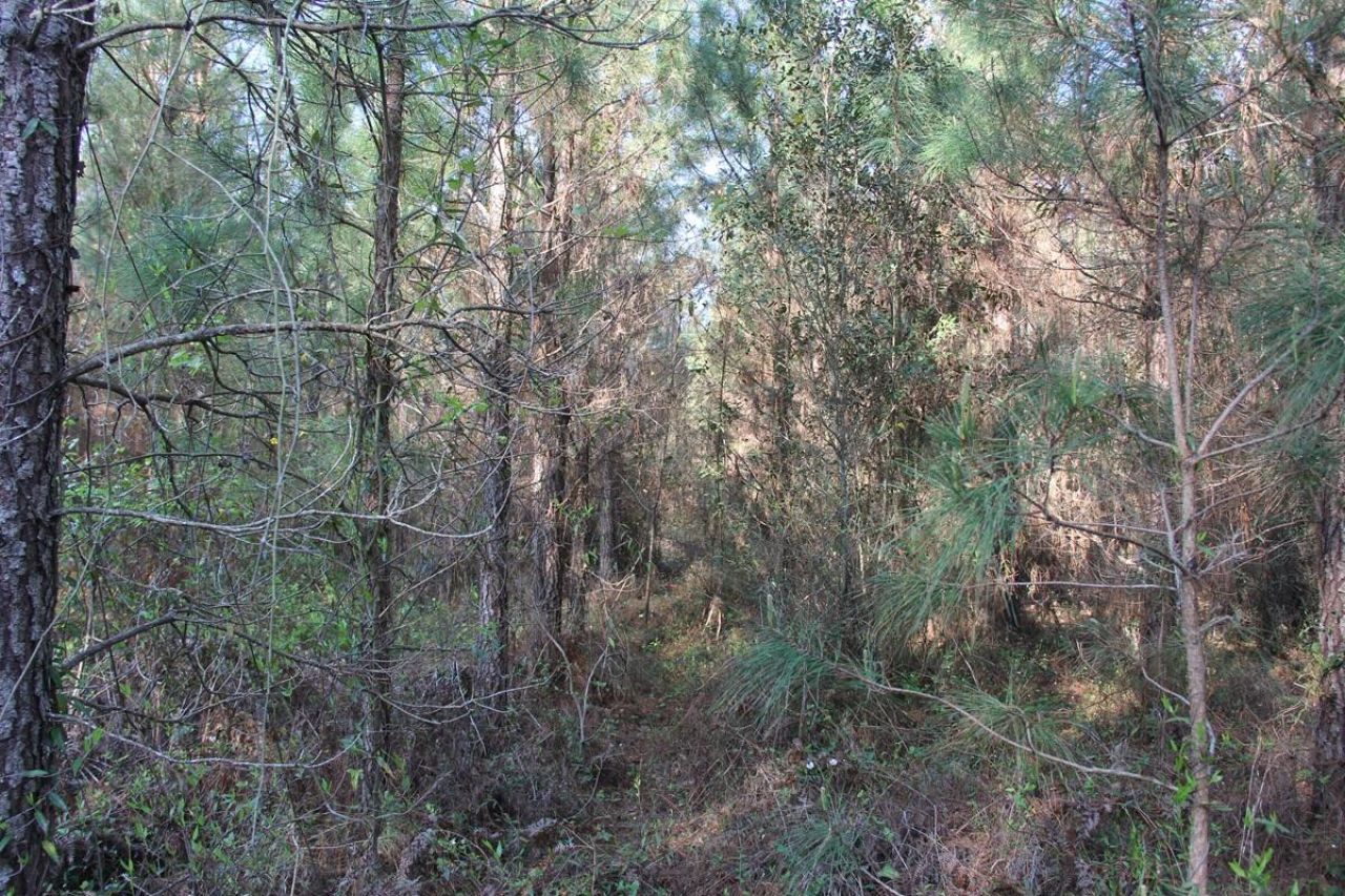 305 Ponderosa Road Photo 8