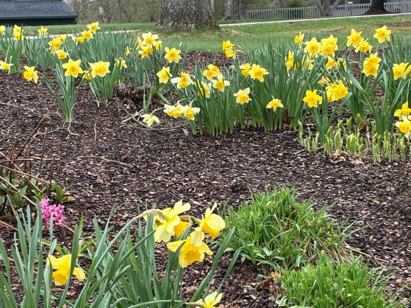 5095 Lakeview Drive, Powell, OH 43065 Photo 6