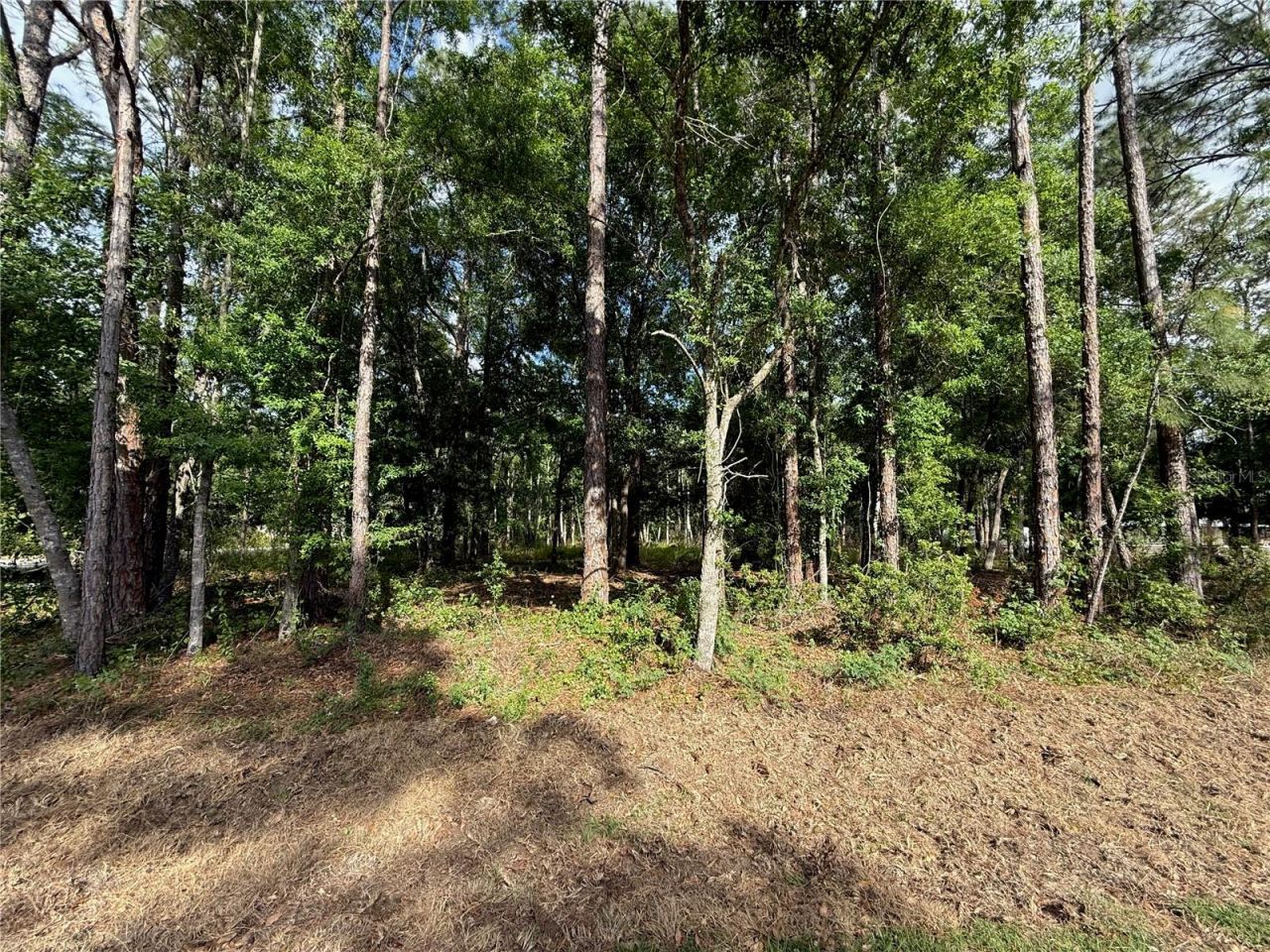 Quail Hollow Boulevard, Wesley Chapel, FL 33544 Photo