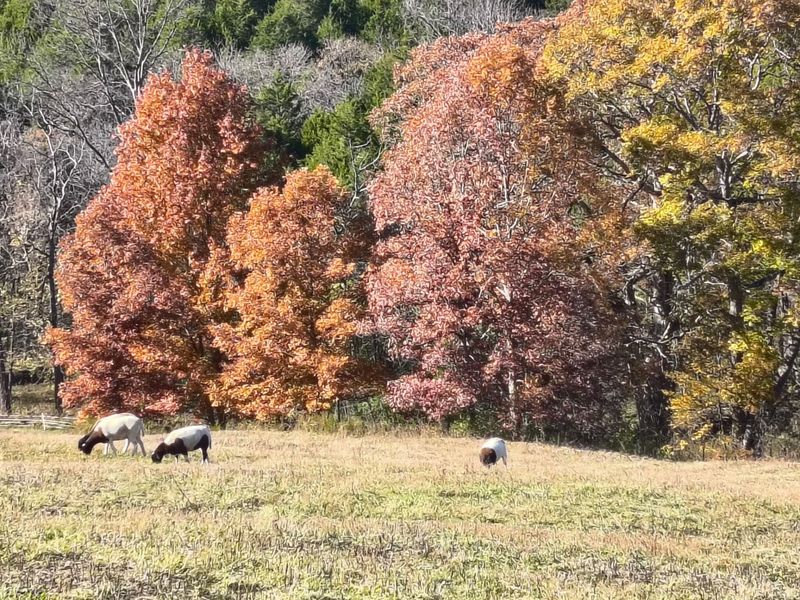 755 Reed Kinman Road, Williamstown, KY 41097 Photo 47