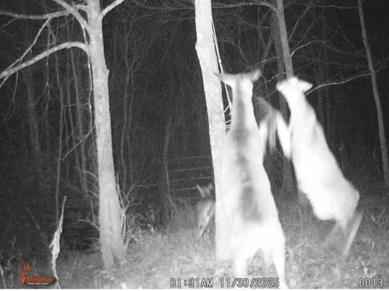 755 Reed Kinman Road, Williamstown, KY 41097 Photo 48