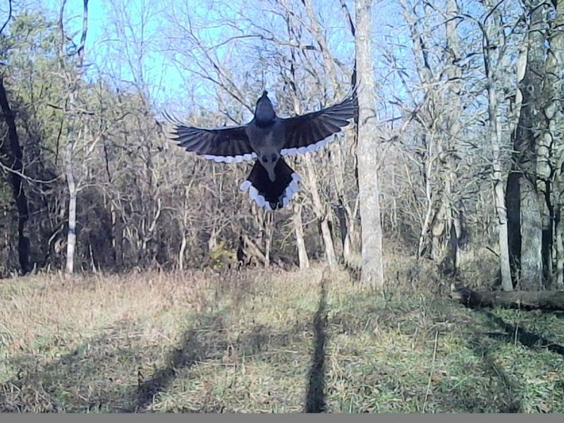 755 Reed Kinman Road, Williamstown, KY 41097 Photo 49