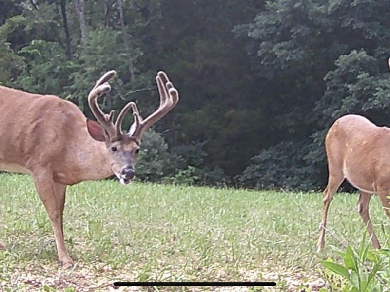 4370 KY 491, Demossville, KY 41033 Photo 22
