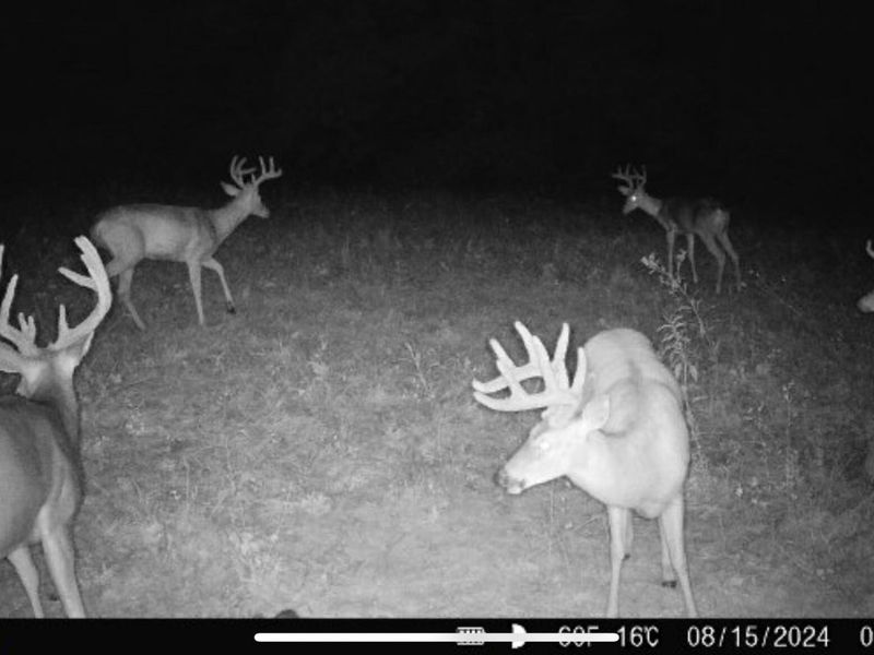 4370 KY 491, Demossville, KY 41033 Photo 23