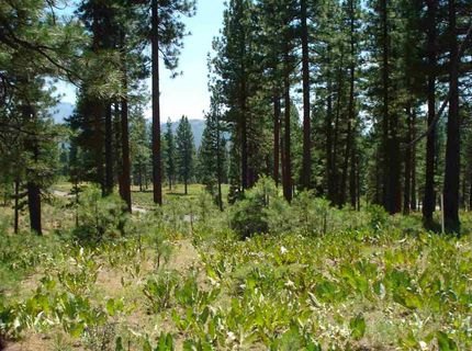 69 Blacktail Ridge, Portola, CA 96122 Photo