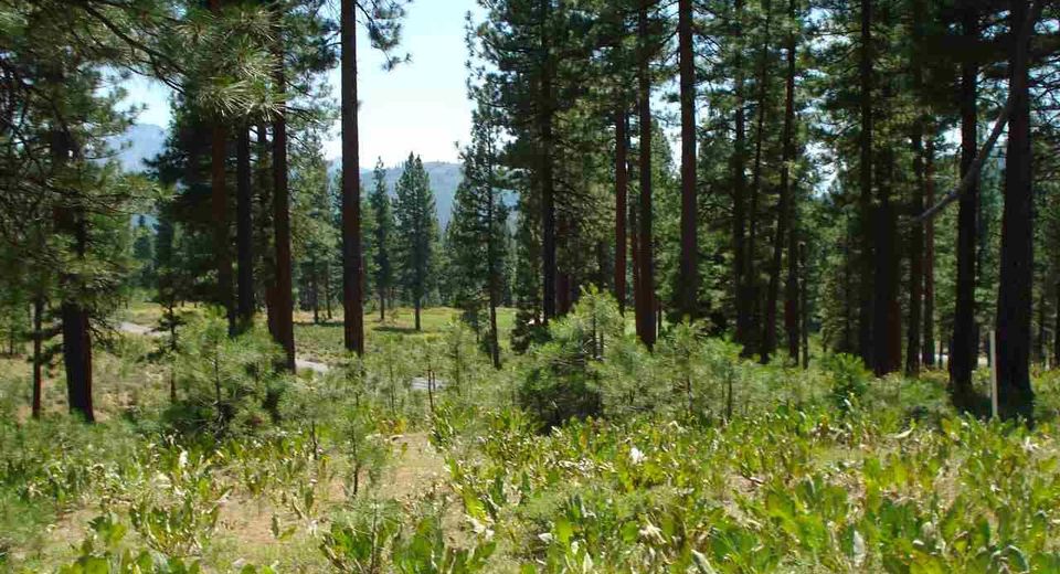 69 Blacktail Ridge, Portola, CA 96122 Photo