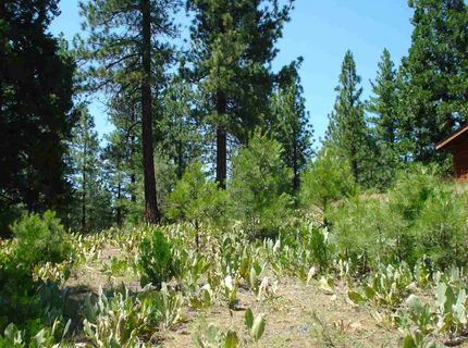 69 Blacktail Ridge, Portola, CA 96122 Photo