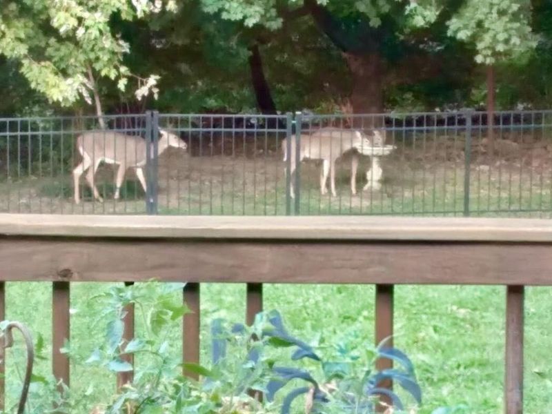 428 Fort Henry Drive, Fort Wright, KY 41011 Photo 35