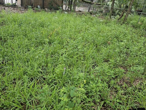 1181 W 21ST Street, Jacksonville, FL 32209