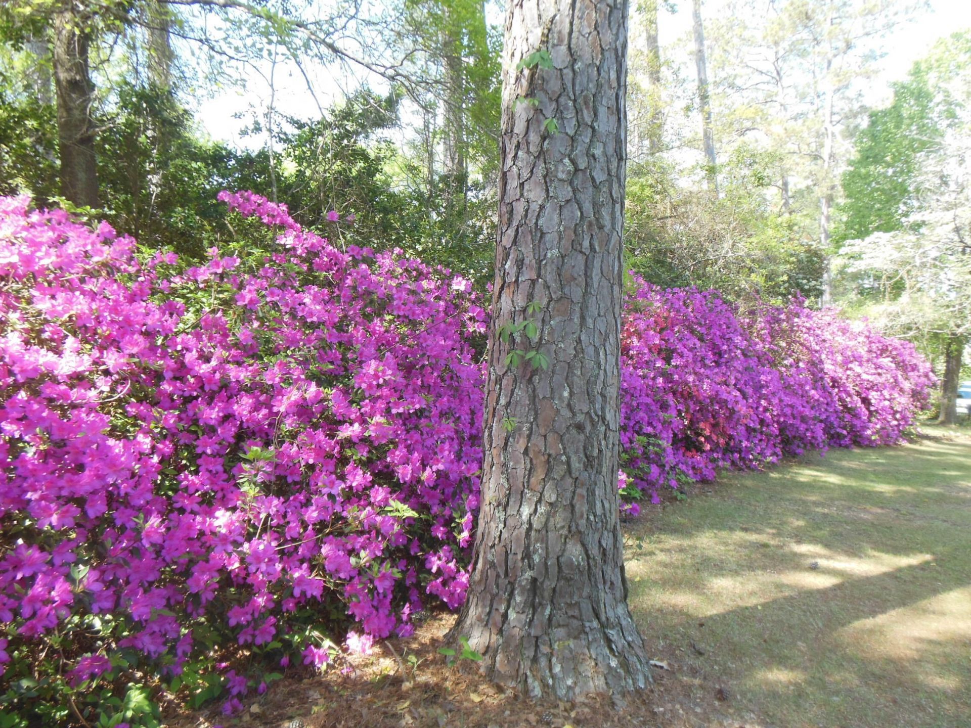 1267 Dogwood Drive Photo 5