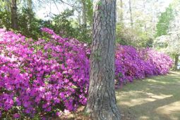 1267 Dogwood Drive photo 4