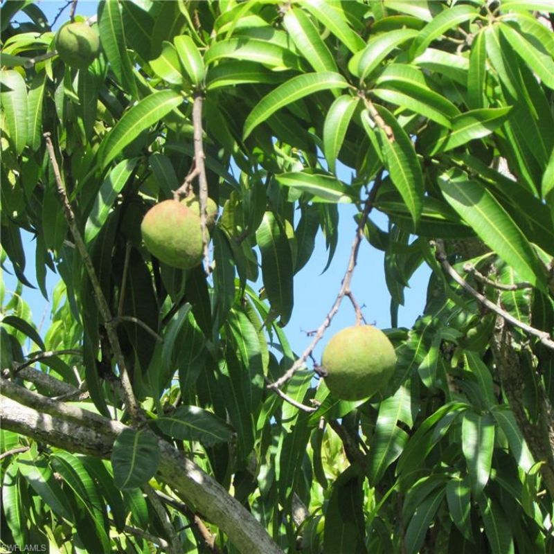 6640 Sunrise Ln, Bokeelia, FL 33922 Photo