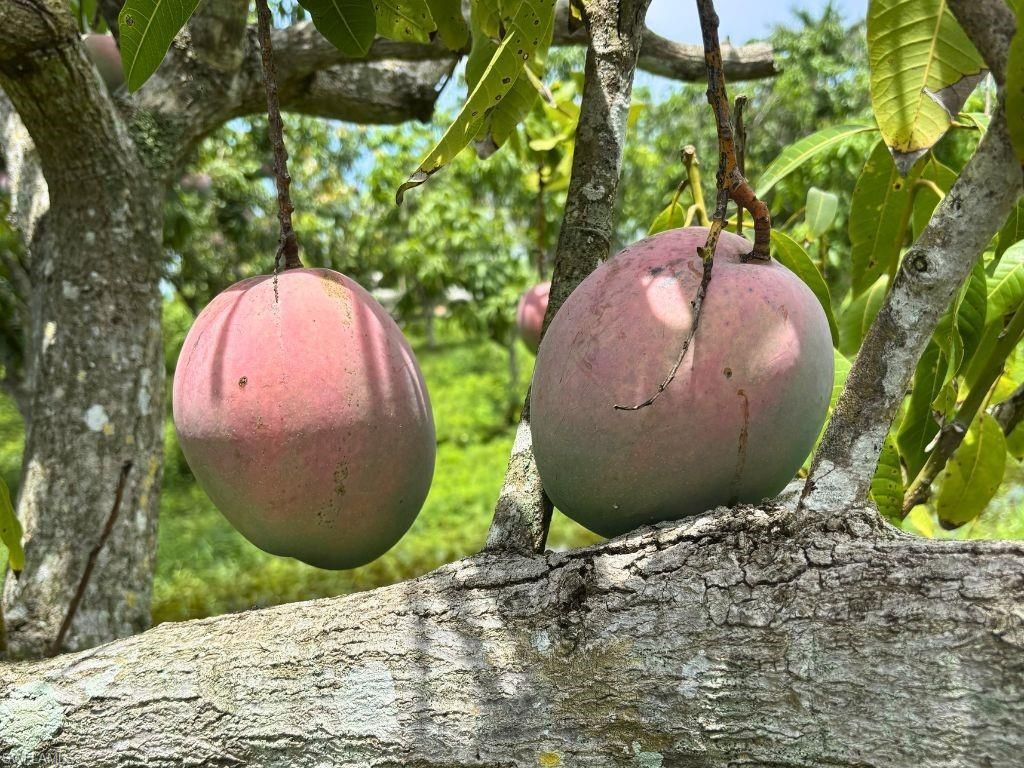 6640 Sunrise Ln, Bokeelia, FL 33922 Photo