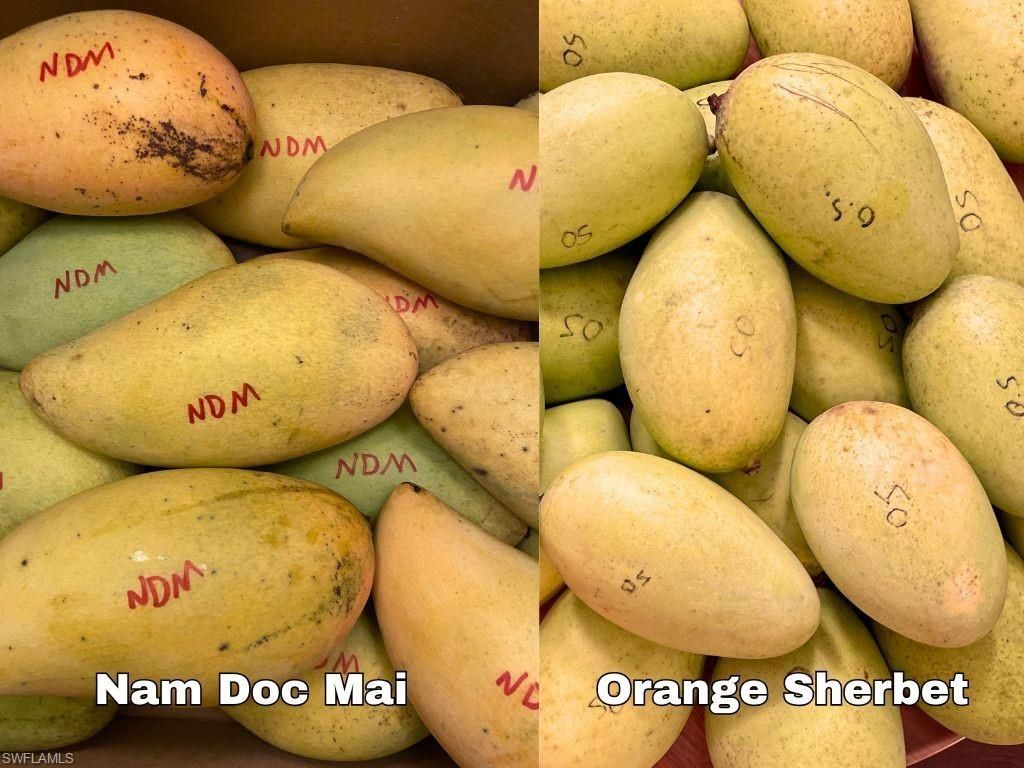 6640 Sunrise Ln, Bokeelia, FL 33922 Photo