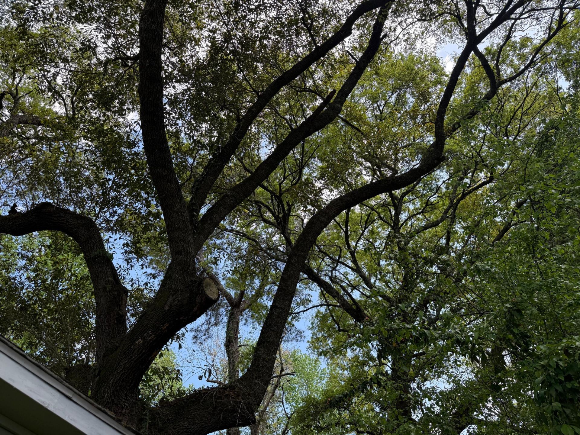 1929 Kerry Street Photo 5