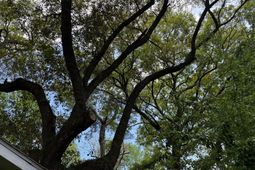 1929 Kerry Street photo 4