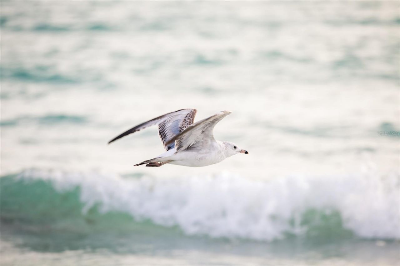 915 Beach Road , Unit 215, Siesta Key, FL 34242 Photo