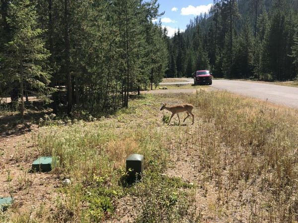 L25 TRACY LN, Priest Lake, ID 83856